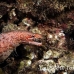 eel_moray_barredfin_nus_h_0705_png1823.jpg